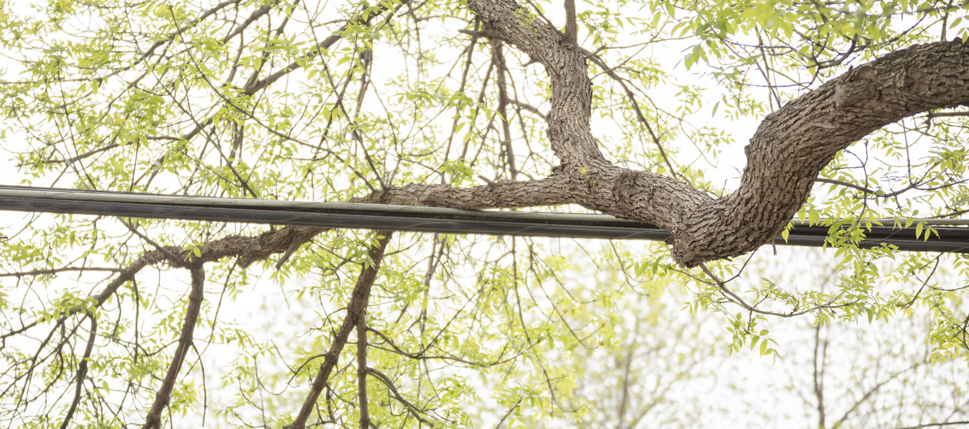 Hazardous Tree Work slider